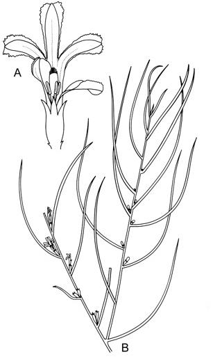 Goodenia disperma: Illustration of Goodenia disperma