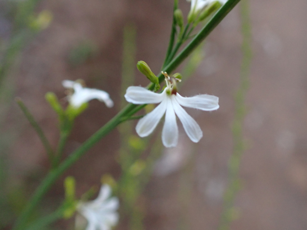 Goodenia drummondii (Goodenia drummondii)