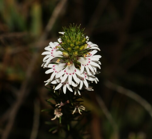 Goodenia drummondii (Goodenia drummondii)