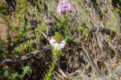 Goodenia drummondii (Goodenia drummondii)