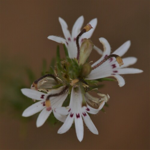 Goodenia drummondii (Goodenia drummondii)