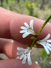 Goodenia drummondii (Goodenia drummondii)