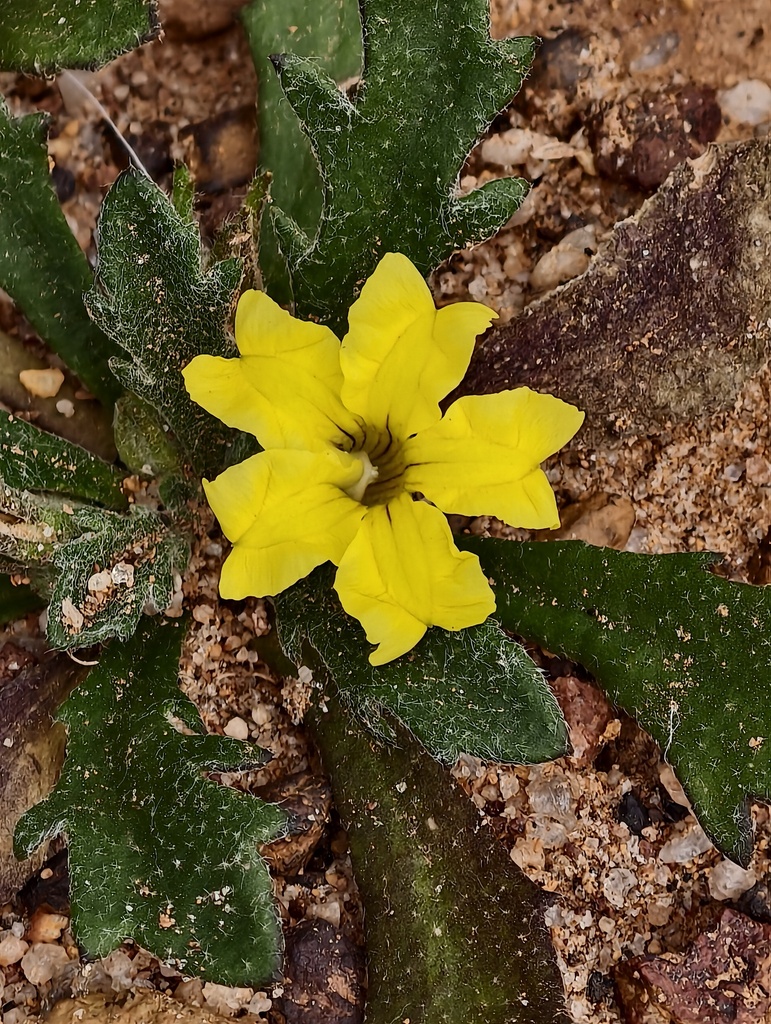 Goodenia dyeri (Goodenia dyeri)