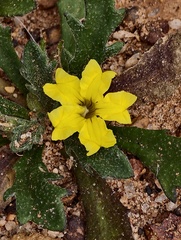Goodenia dyeri (Goodenia dyeri)