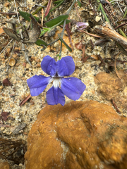 Goodenia eatoniana (Goodenia eatoniana)
