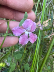 Goodenia eatoniana (Goodenia eatoniana)