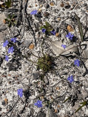 Goodenia eatoniana (Goodenia eatoniana)