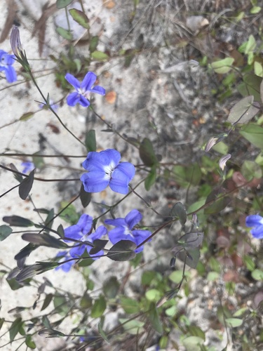 Goodenia eatoniana (Goodenia eatoniana)
