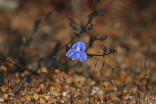 Goodenia eatoniana (Goodenia eatoniana)