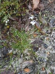 Goodenia eatoniana (Goodenia eatoniana)
