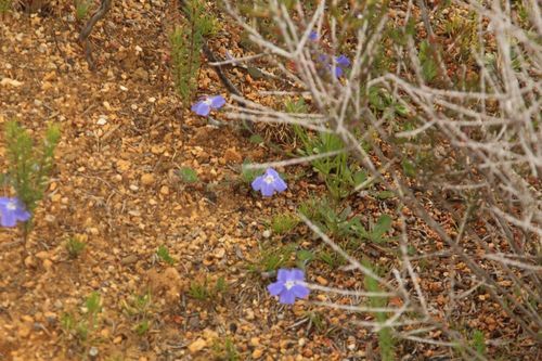 Goodenia eatoniana (Goodenia eatoniana)