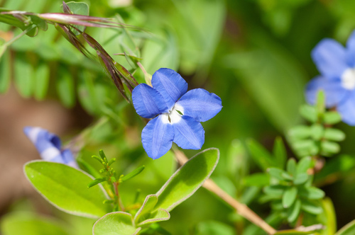 Goodenia eatoniana (Goodenia eatoniana)