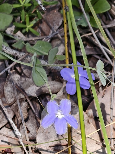 Goodenia eatoniana (Goodenia eatoniana)