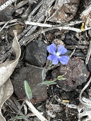 Goodenia eatoniana (Goodenia eatoniana)