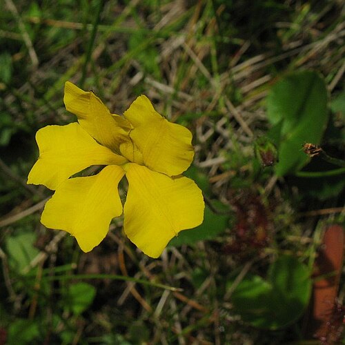 Goodenia elongata: Goodenia elongata growing in a grassy drainage line through forest near White Rock River on Imlay Road east of Bombala (c. 500m elevation). Associated species w