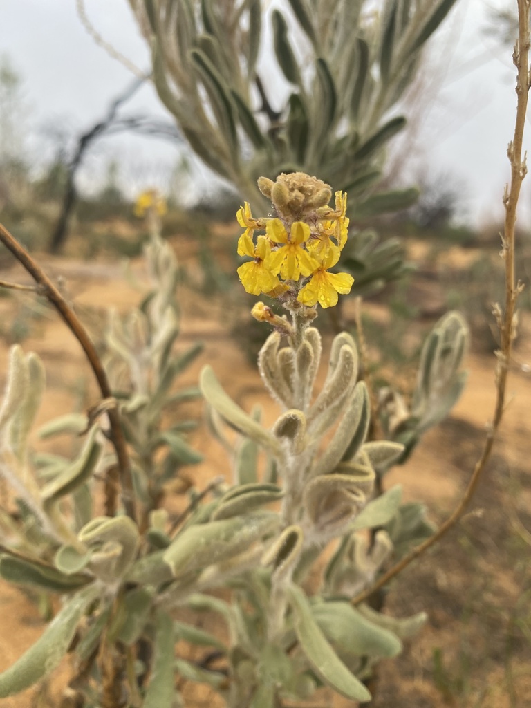 Goodenia etheira (Goodenia etheira)
