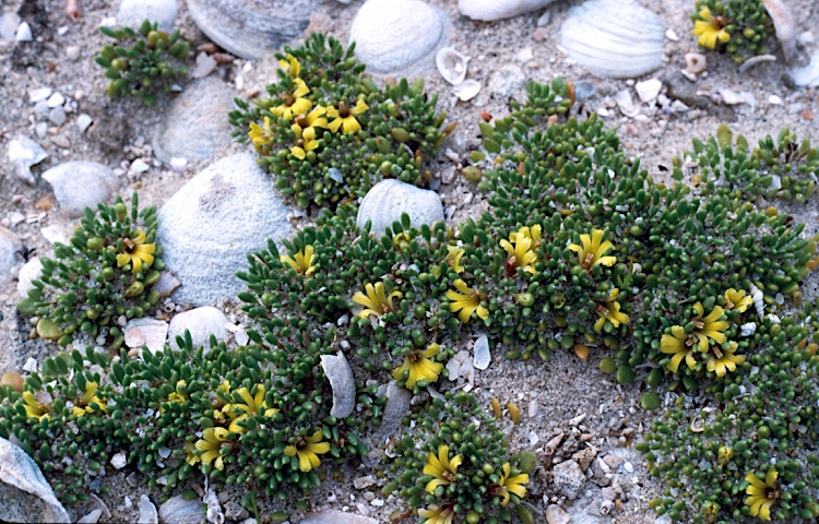 Goodenia exigua: Goodenia exigua in Stokes Inlet National Park, Western Australia
