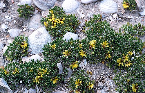 Goodenia exigua: Goodenia exigua in Stokes Inlet National Park, Western Australia