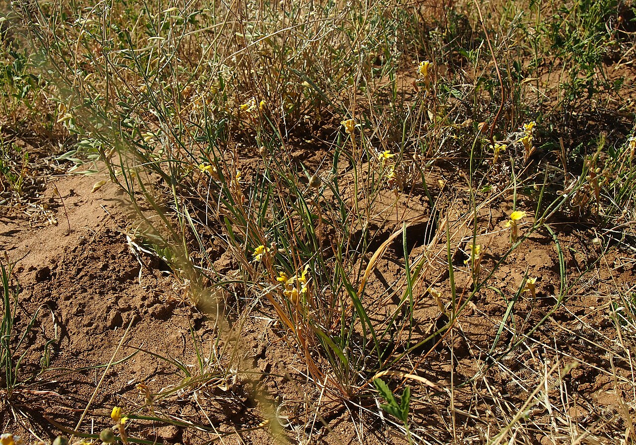 Goodenia fascicularis: Goodenia fascicularis habit