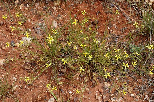 Goodenia fascicularis: Goodenia fascicularis , taken at Packsaddle, about 180 km N of Broken Hill, NSW