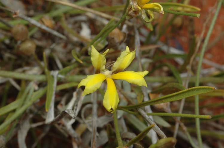 Goodenia fascicularis: Goodenia fascicularis , taken at Packsaddle, about 180 km N of Broken Hill, NSW