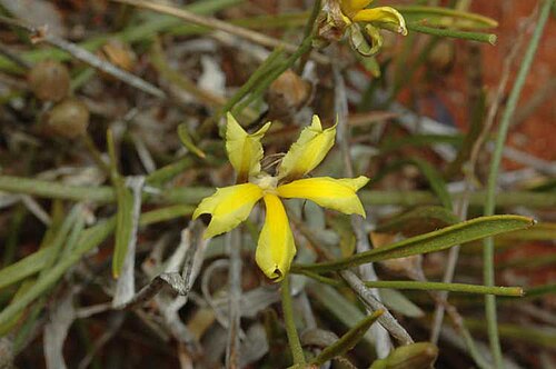 Goodenia fascicularis: Goodenia fascicularis , taken at Packsaddle, about 180 km N of Broken Hill, NSW