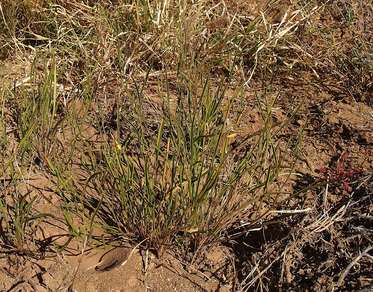 Goodenia fascicularis: Goodenia fascicularis habit