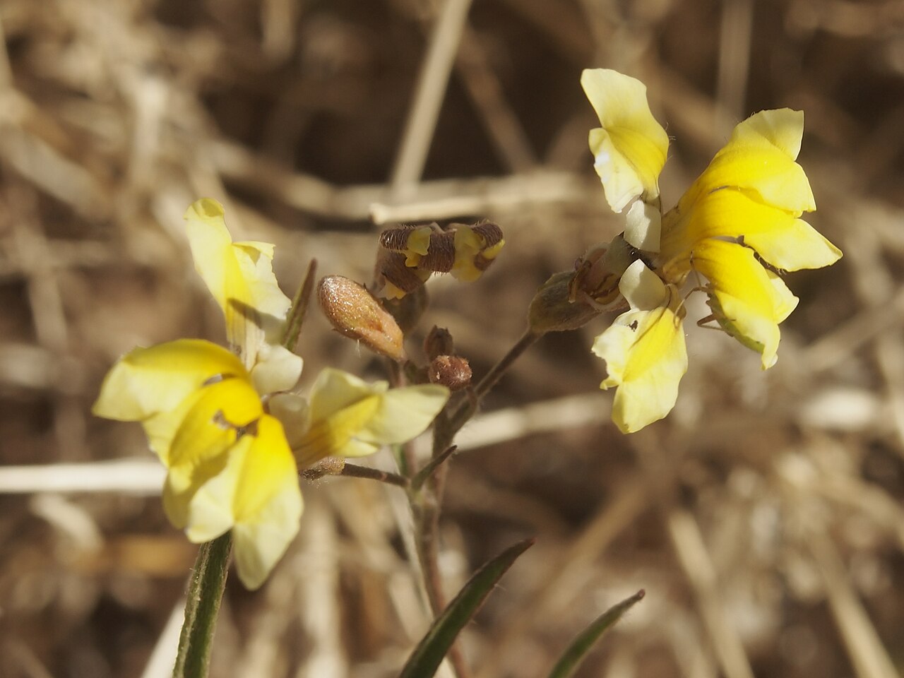 Goodenia fascicularis: Goodenia fascicularis flowers