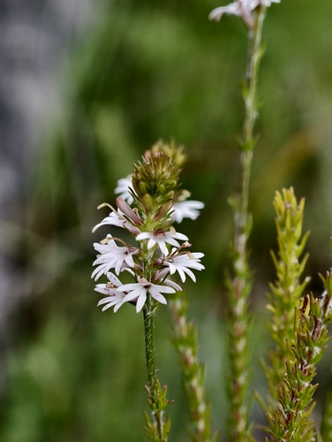 Goodenia fasciculata (Goodenia fasciculata)