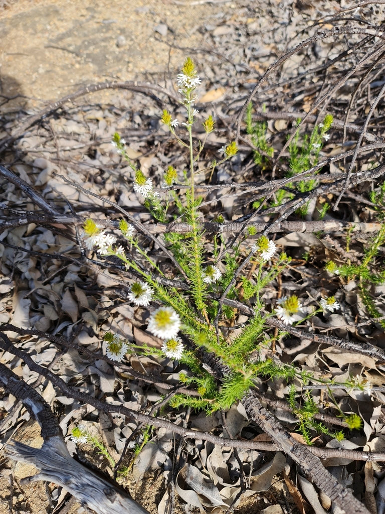 Goodenia fasciculata (Goodenia fasciculata)