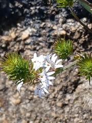 Goodenia fasciculata (Goodenia fasciculata)