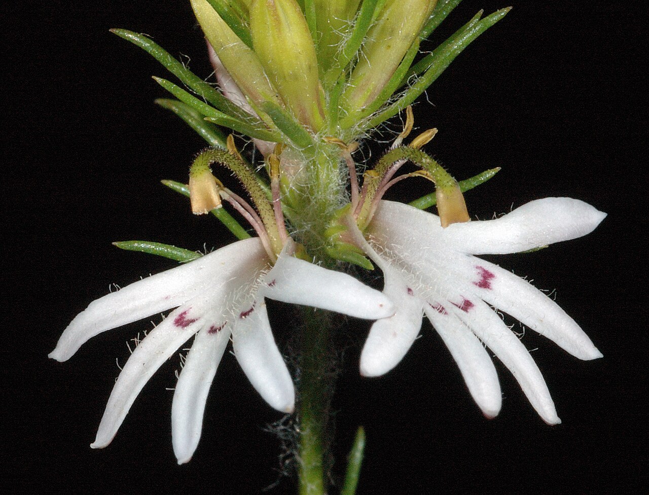 Goodenia fasciculata: KRT3096