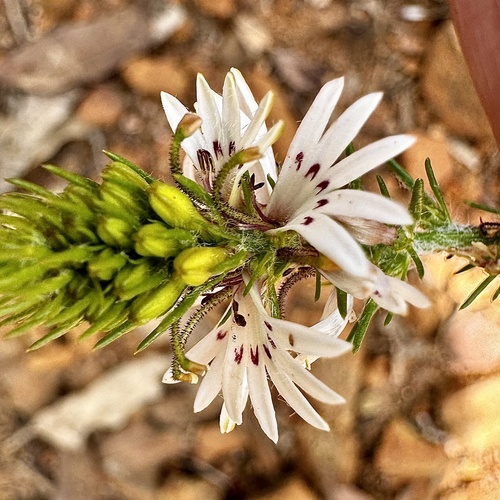 Goodenia fasciculata (Goodenia fasciculata)