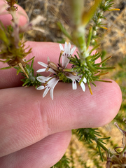Goodenia fasciculata (Goodenia fasciculata)