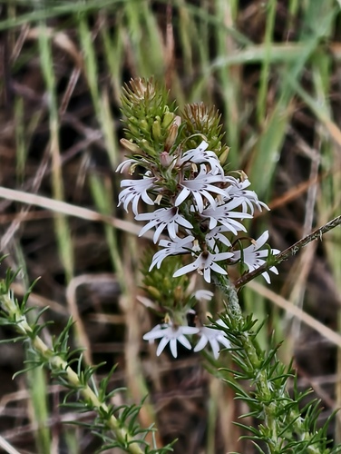 Goodenia fasciculata (Goodenia fasciculata)