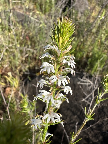 Goodenia fasciculata (Goodenia fasciculata)