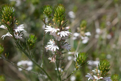Goodenia fasciculata (Goodenia fasciculata)