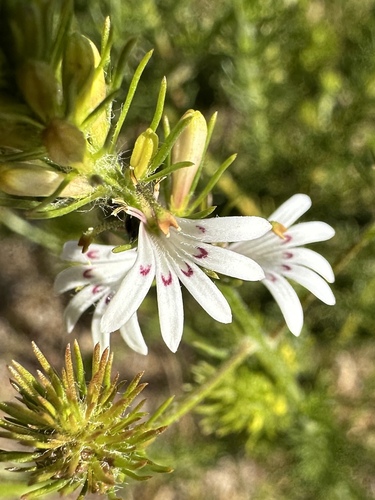 Goodenia fasciculata (Goodenia fasciculata)