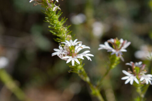 Goodenia fasciculata (Goodenia fasciculata)