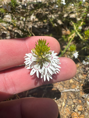Goodenia fasciculata (Goodenia fasciculata)