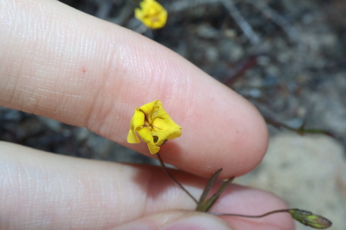 Goodenia filiformis (Goodenia filiformis)