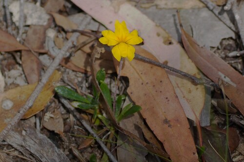 Goodenia geniculata (Goodenia geniculata)