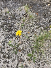 Goodenia geniculata (Goodenia geniculata)
