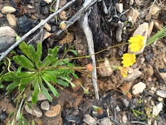 Goodenia geniculata (Goodenia geniculata)