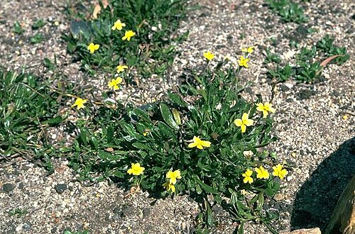 Goodenia geniculata: Goodenia geniculata in the Australian National Botanic Gardens, Australian Capital Territory