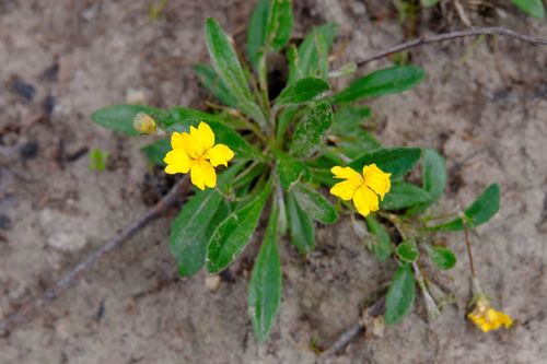 Goodenia geniculata (Goodenia geniculata)