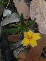 Goodenia geniculata (Goodenia geniculata)