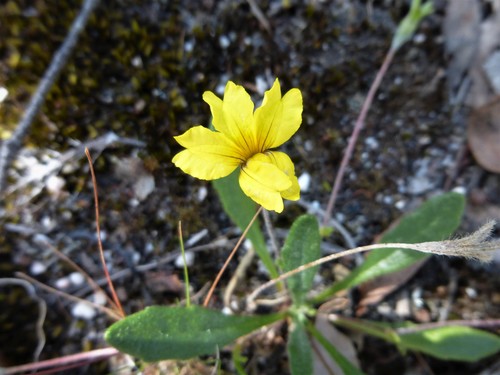 Goodenia geniculata (Goodenia geniculata)
