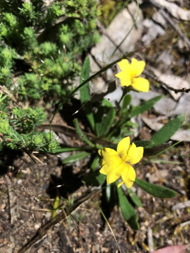 Goodenia geniculata (Goodenia geniculata)