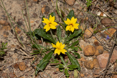 Goodenia geniculata (Goodenia geniculata)